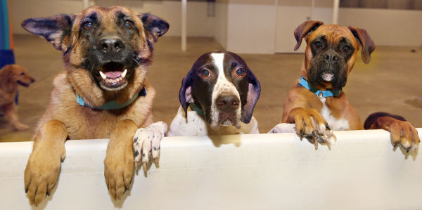 Dogwood Pet Spa